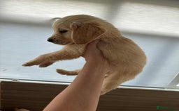 Golden Retriever dogs for sale: 7 kc golden retrievers left  - Image 4