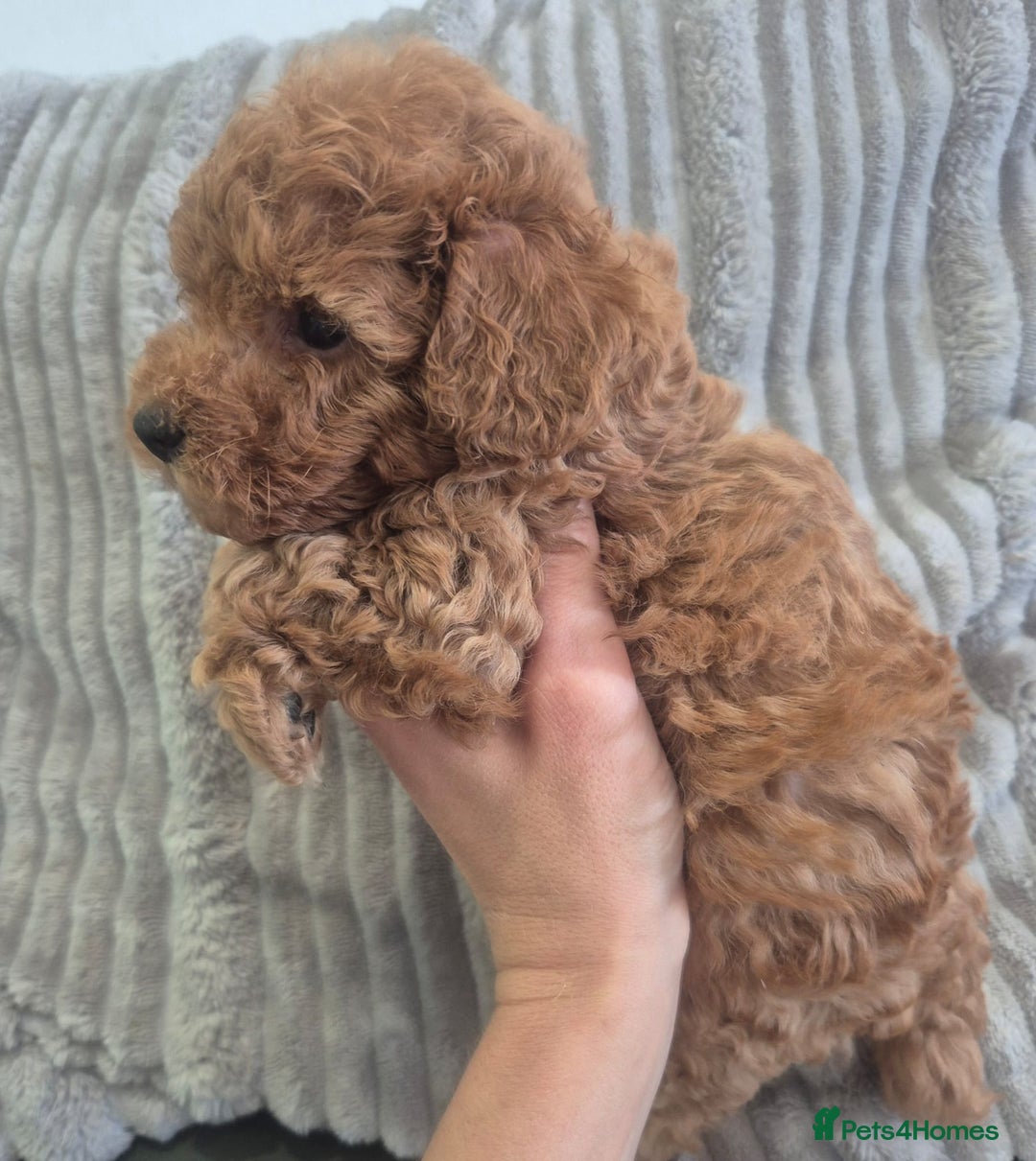 Miniature Poodle dogs for sale: KC Fox Red Miniature Poodle Boys - Image 15