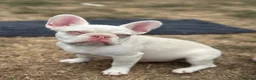 French Bulldog dogs for sale: 3 male french bulldogs  - Advert 5