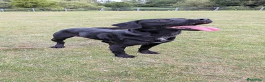 Springador 1