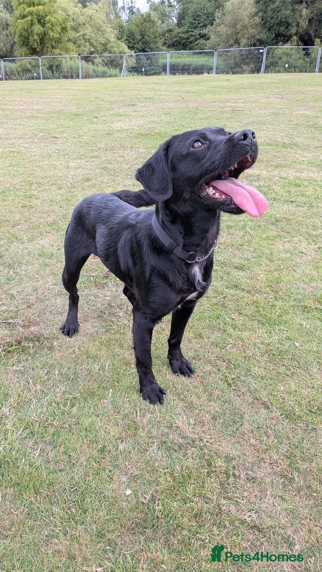 Springador dogs for sale: 2½-Year-Old Springador (Entire Male) in Leicester - Advert 1