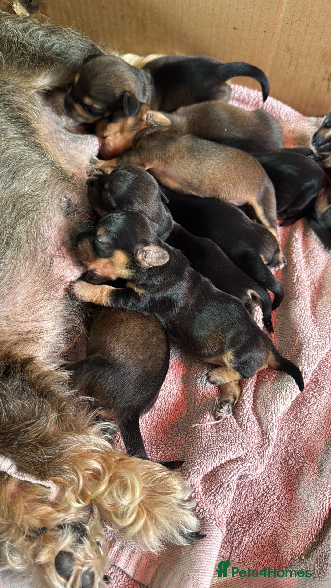 Dachshund dogs for sale: 🐾 Beautiful Dachshund Puppies - Image 13