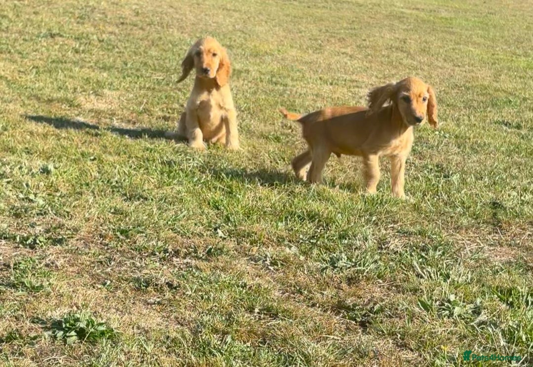 Cocker Spaniel dogs for sale: Cocker spaniel puppies for sale  - Image 7
