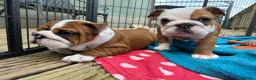 English Bulldog dogs for sale: Beautifully bred English bulldogs  - Advert 20
