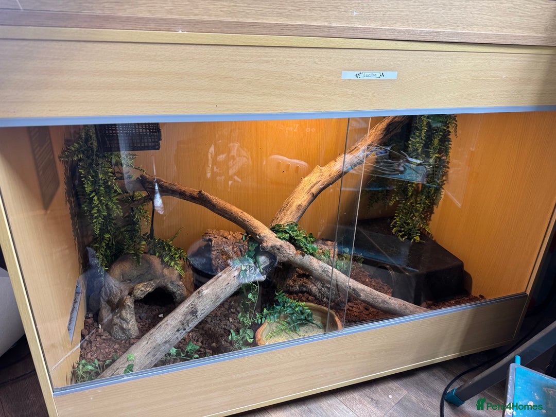 Boa Snake reptiles for sale: Boa img arab  - Image 6