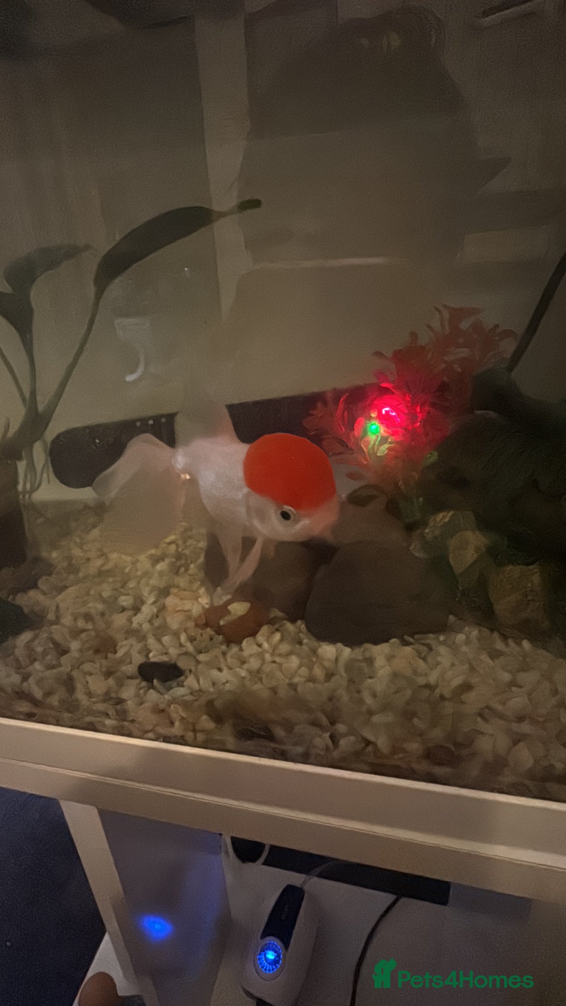 Fancy Goldfish fish Fancy oranda goldfish for sale - Advert 3