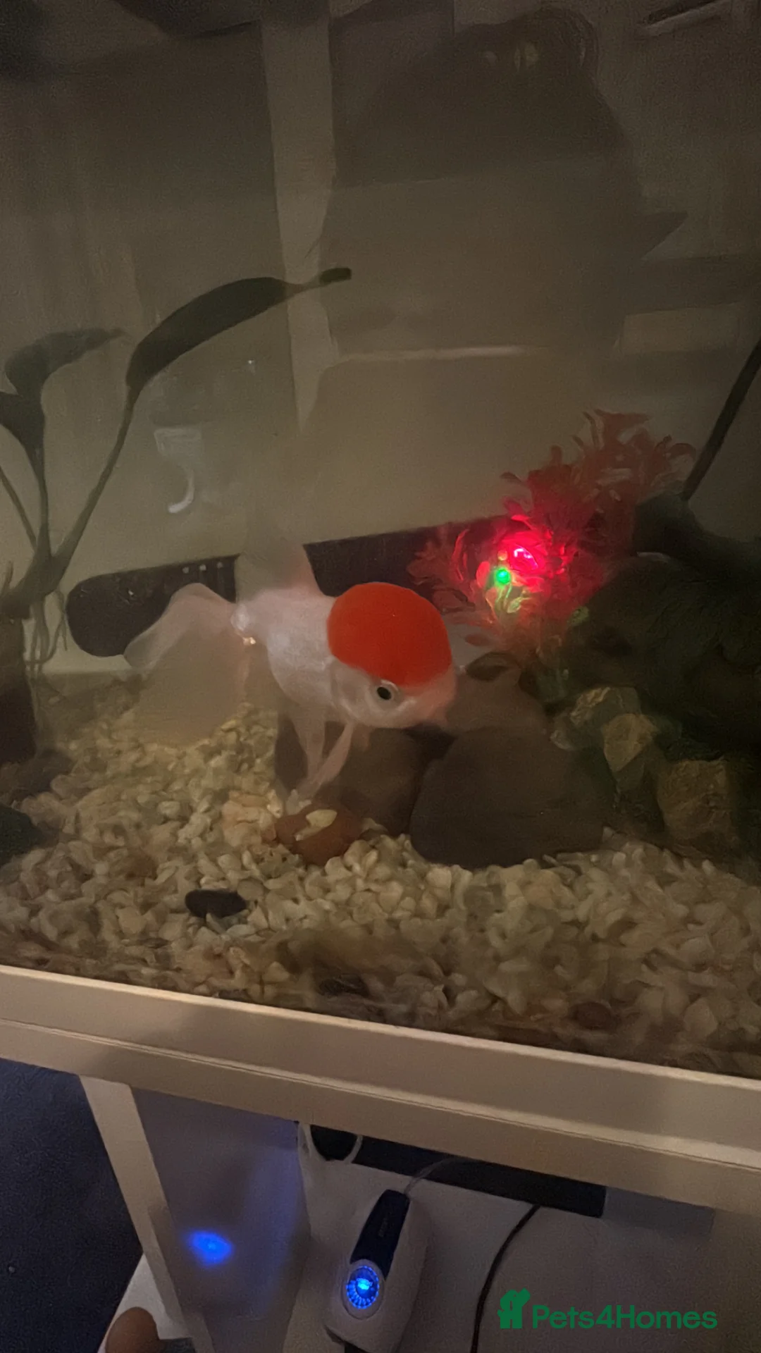 Fancy Goldfish fish for sale: Fancy oranda goldfish for sale in Dorking - Advert 1