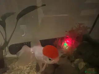 Fancy Goldfish fish Fancy oranda goldfish for sale - Advert 3