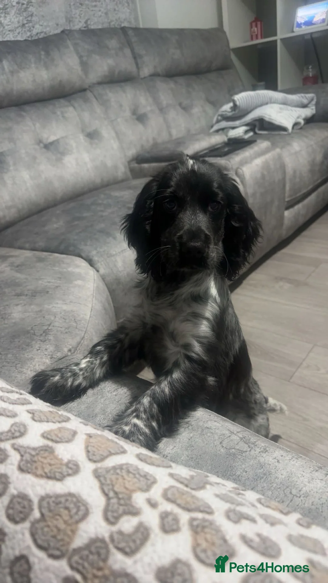 Cocker Spaniel dogs for sale: Show cocker spaniel  - Advert 2