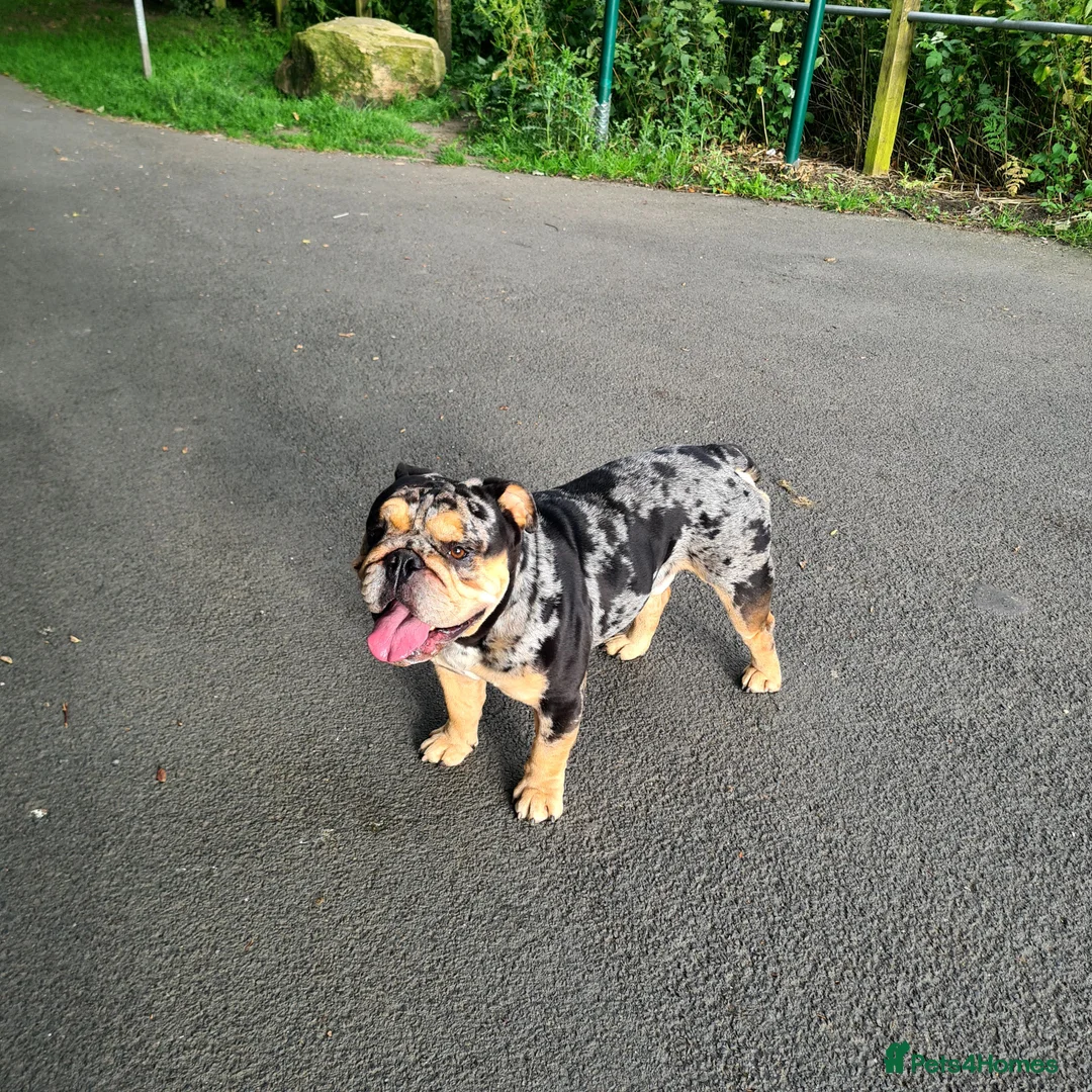 English Bulldog dogs for stud: Open for stud - proven producing fluffys.  in Leeds - Advert 11