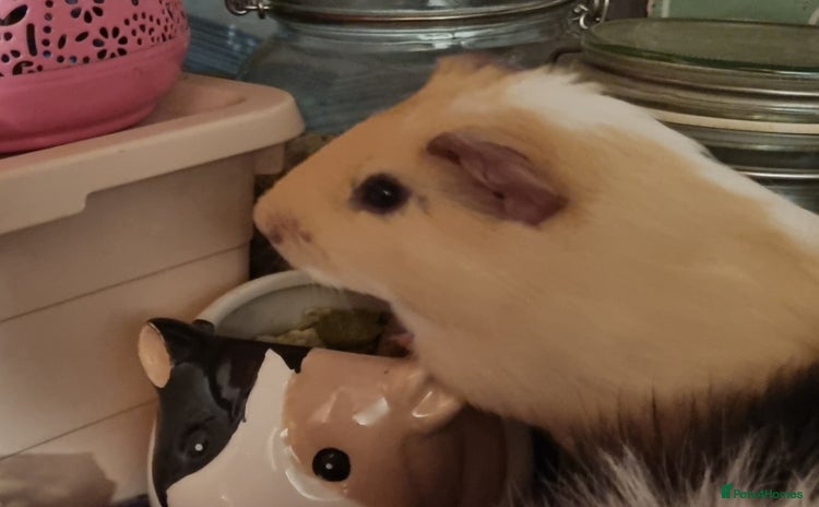 Guinea Pig rodents - Advert 5
