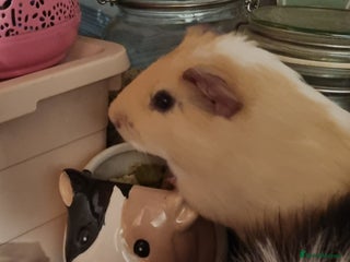 Guinea Pig rodents - Advert 26