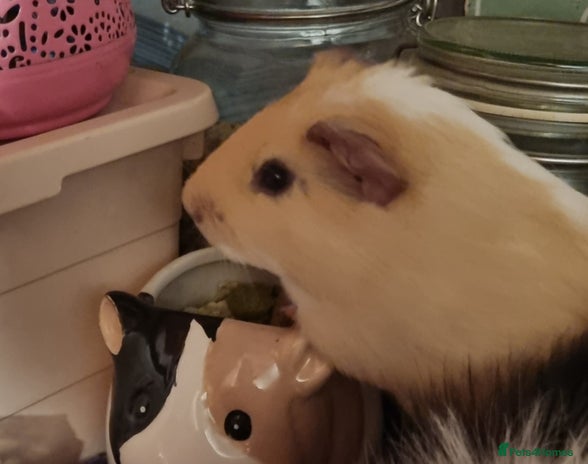 Guinea Pig rodents - Advert 1