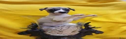 Whippet dogs for sale: Quality kc registered whippet puppies - Advert 7