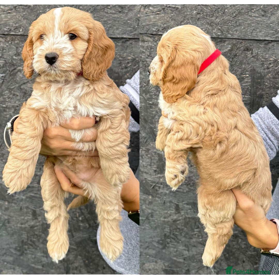 Cockapoo dogs for sale: stunning cockapoos for sale - Image 7