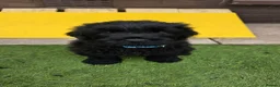 Russian Black Terrier dogs for sale: 🐾Russian Black Terrier Puppies | Ready Now🐾 - Advert 14