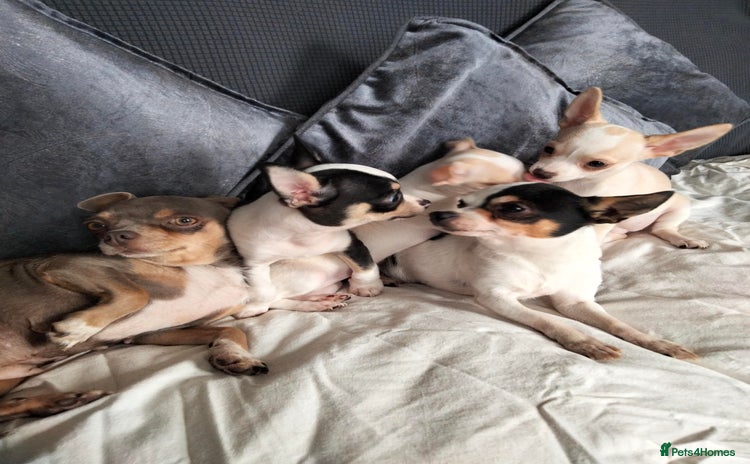 Chihuahua dogs - Advert 4