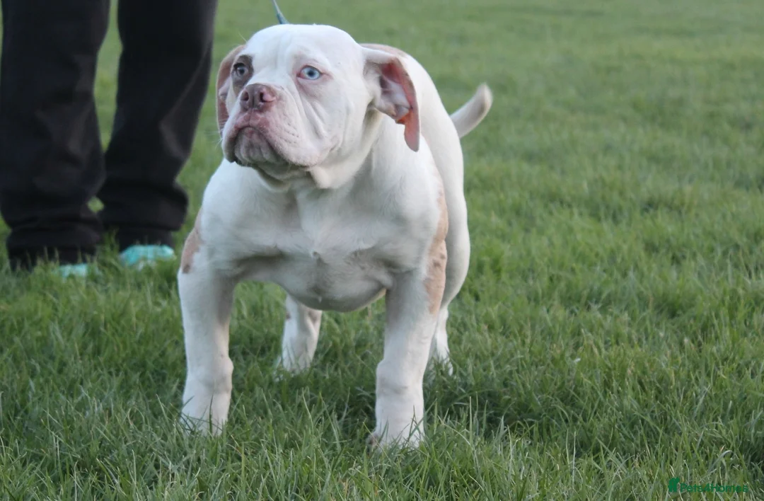 Alapaha Blue Blood Bulldog dogs for sale: SUPERB PICK OF LITTER PUP 5***** - Advert 35