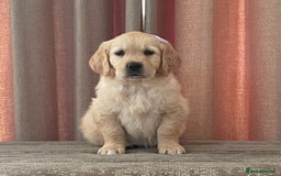 Golden Retriever dogs for sale: Beautiful golden retriever puppies for sale  - Image 16