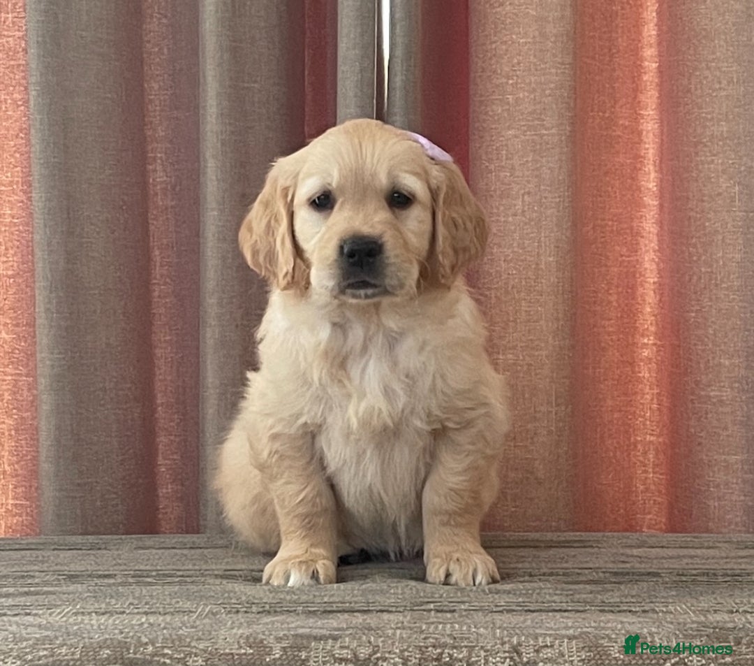 Golden Retriever dogs for sale: Beautiful golden retriever puppies for sale  - Image 16