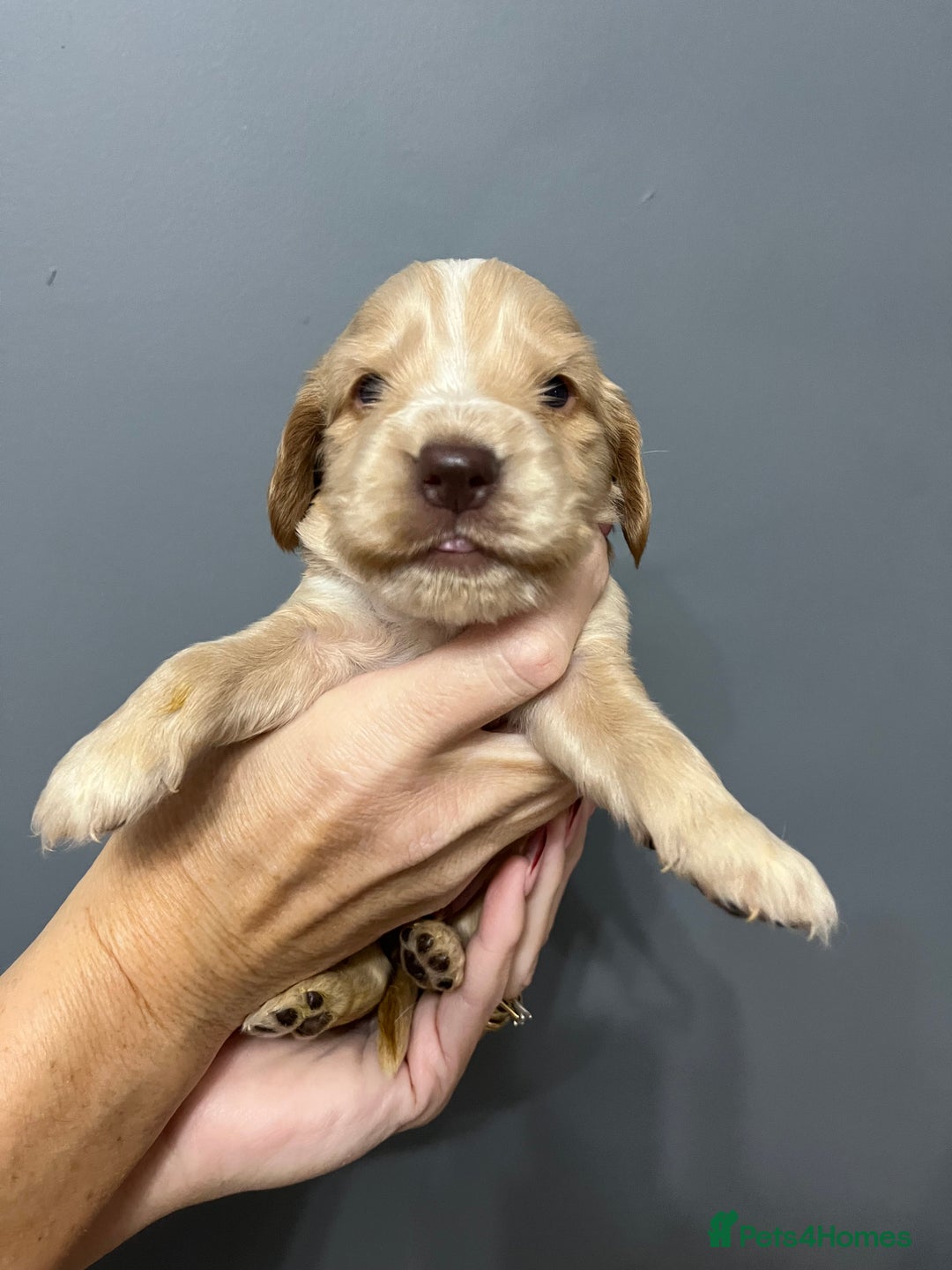 Cocker Spaniel dogs for sale: KC REG SHOW COCKER SPANIEL PUPS - Advert 4
