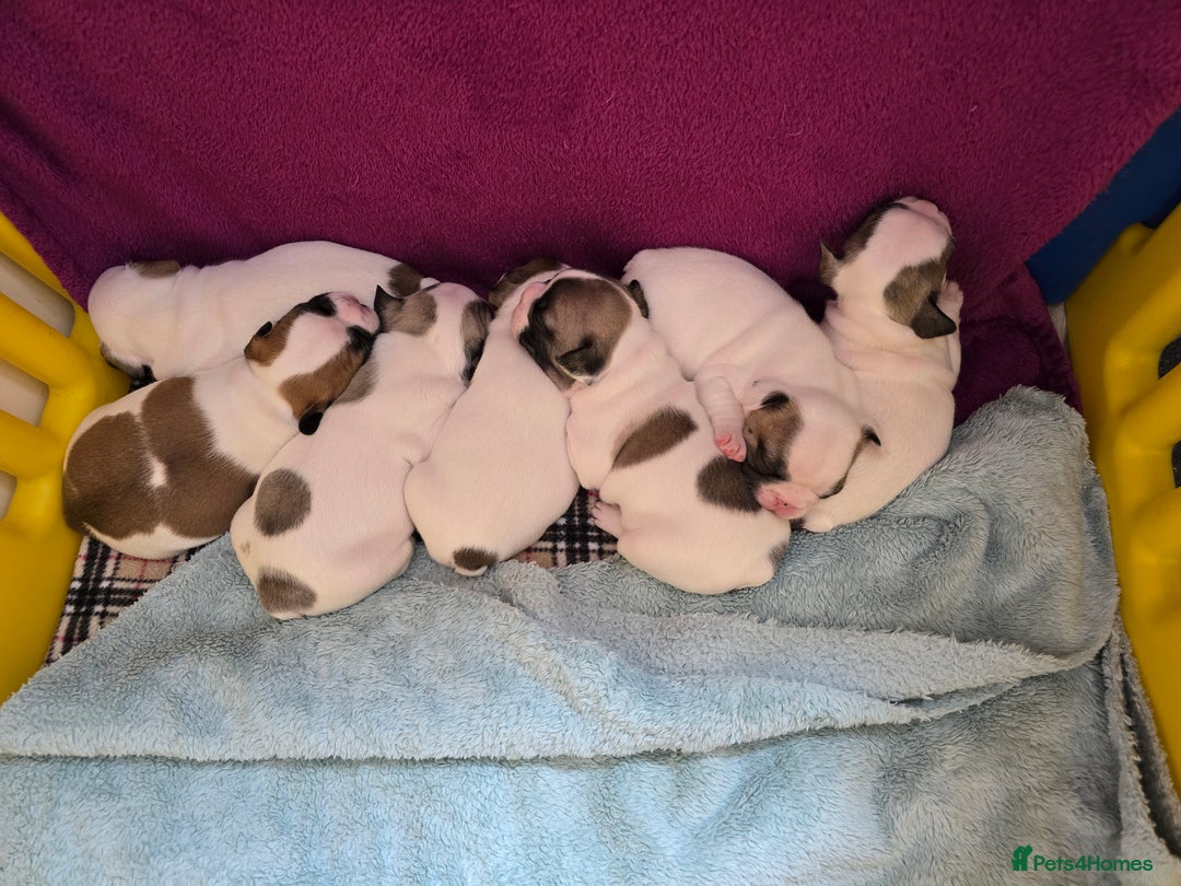 French Bulldog dogs for sale: Adorable Frenchie Puppies Seeking Forever Homes - Image 16