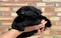 Labradoodle dogs for sale: Health Tested - F1 Labradoodles - Image 5