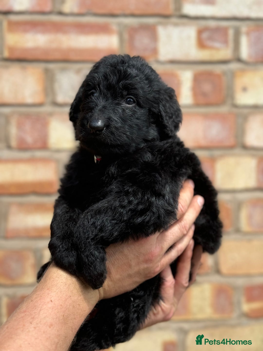 Labradoodle dogs for sale: Health Tested - F1 Labradoodles - Image 5