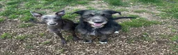 Mixed Breed dogs for sale: Last 3 beautiful whippet lurcher pups  in Stoke-on-Trent - Advert 3