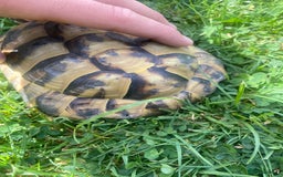 Hermann Tortoise reptiles for sale: Male, Herman tortoise and cage  - Image 3