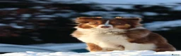 Australian Shepherd dogs for sale: EXPECTED LITTER OF AUSTRALIAN SHEPHERD PUPPIES  - Advert 21