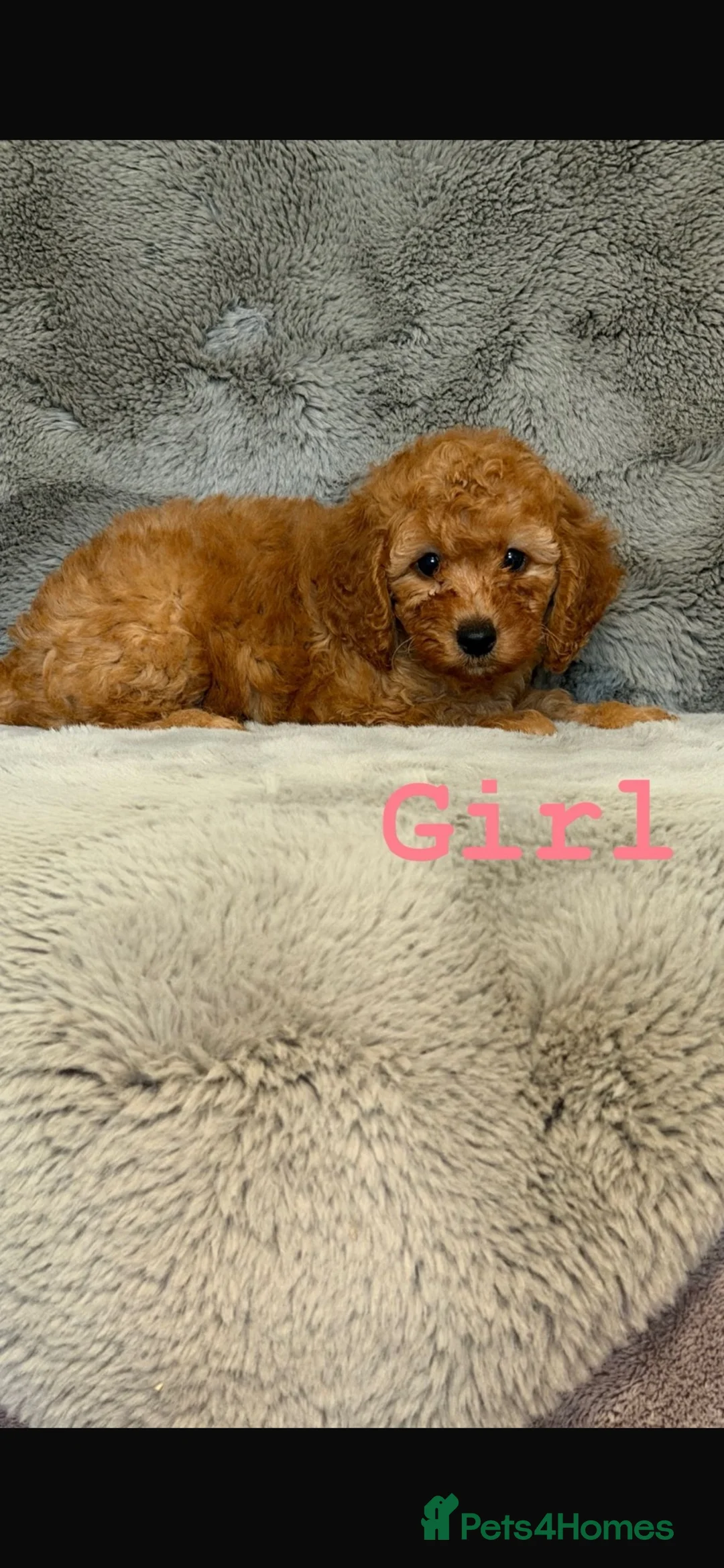 Cockapoo dogs for sale: F1b cockapoo puppies  - Advert 5