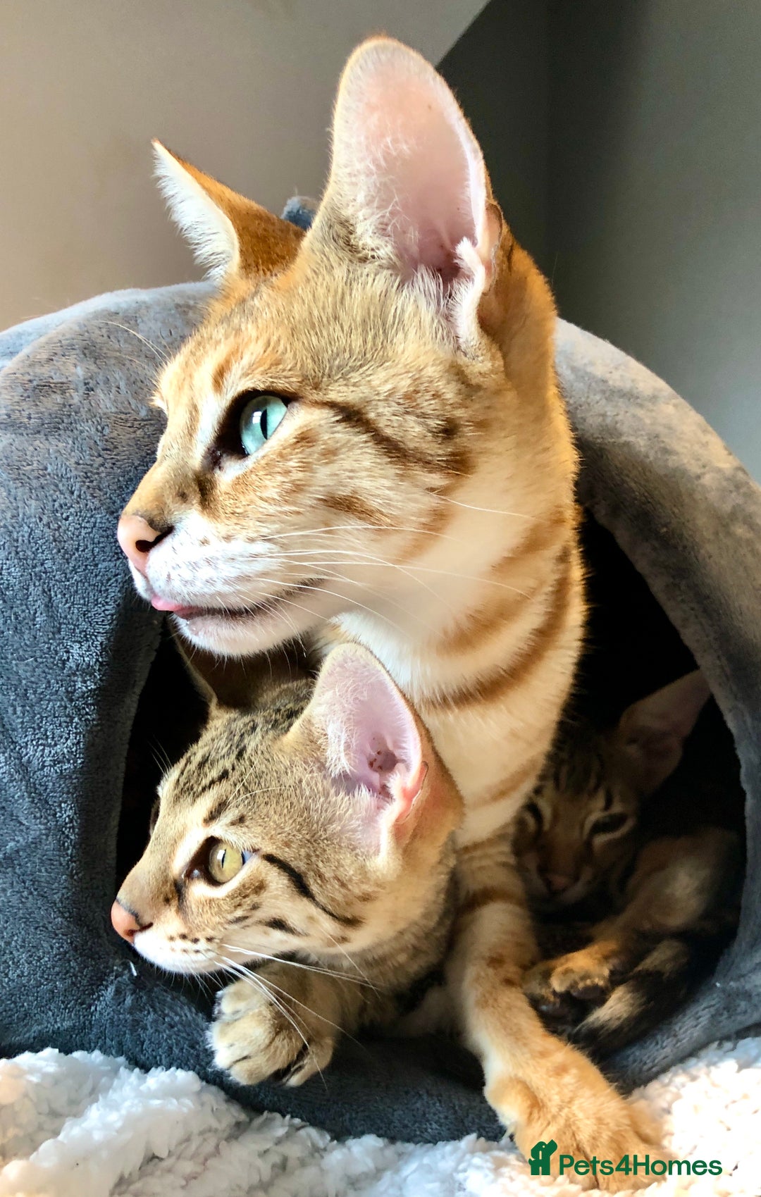 Savannah cats for sale: Beautiful full pedigree savannah kittens  - Advert 10