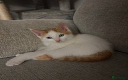 Domestic Shorthair cats for sale: Sweet, Playful Kittens Ready for Loving Homes 🐱 - Image 4