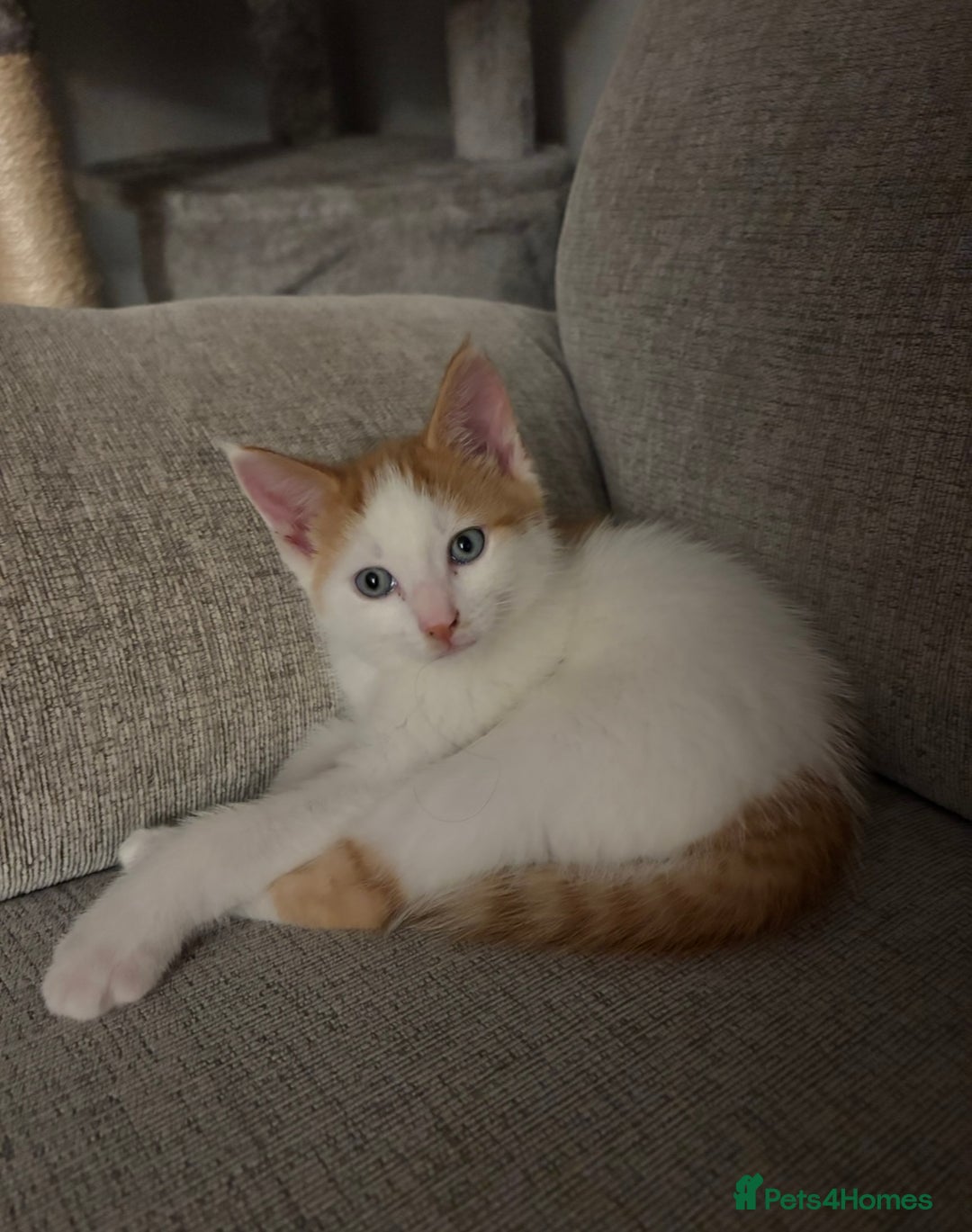 Domestic Shorthair cats for sale: Sweet, Playful Kittens Ready for Loving Homes 🐱 - Image 4