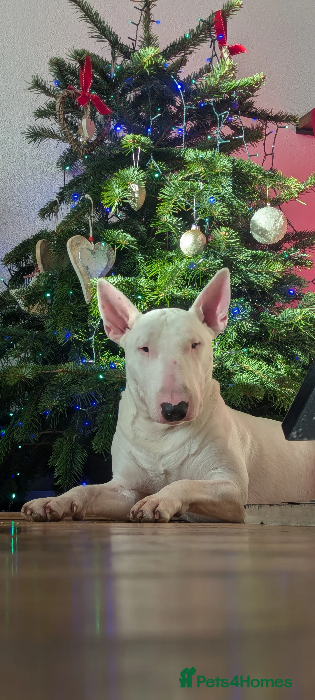 English Bull Terrier dogs for stud: Fully White English Bullterier in Redditch - Advert 8