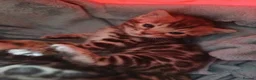 Bengal cats for sale: NEW PRICE ONLY 1 BENGAL BEAUTY LEFT ‼️‼️❣️ - Advert 30