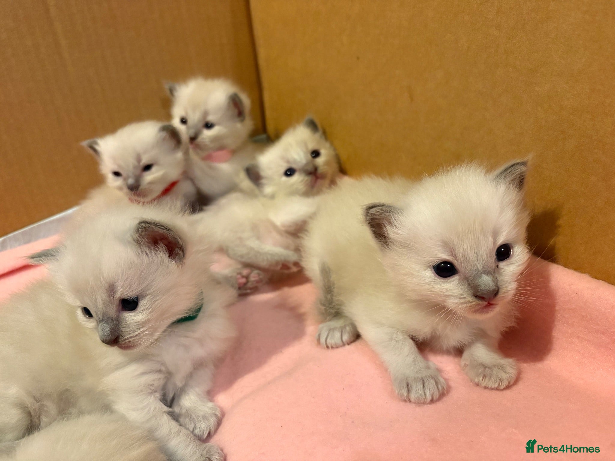 Ragdoll cats Ragdoll kittens - Advert 13