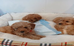 Cockapoo dogs for sale: Adorable F1B red cockapoo puppies  - Image 12