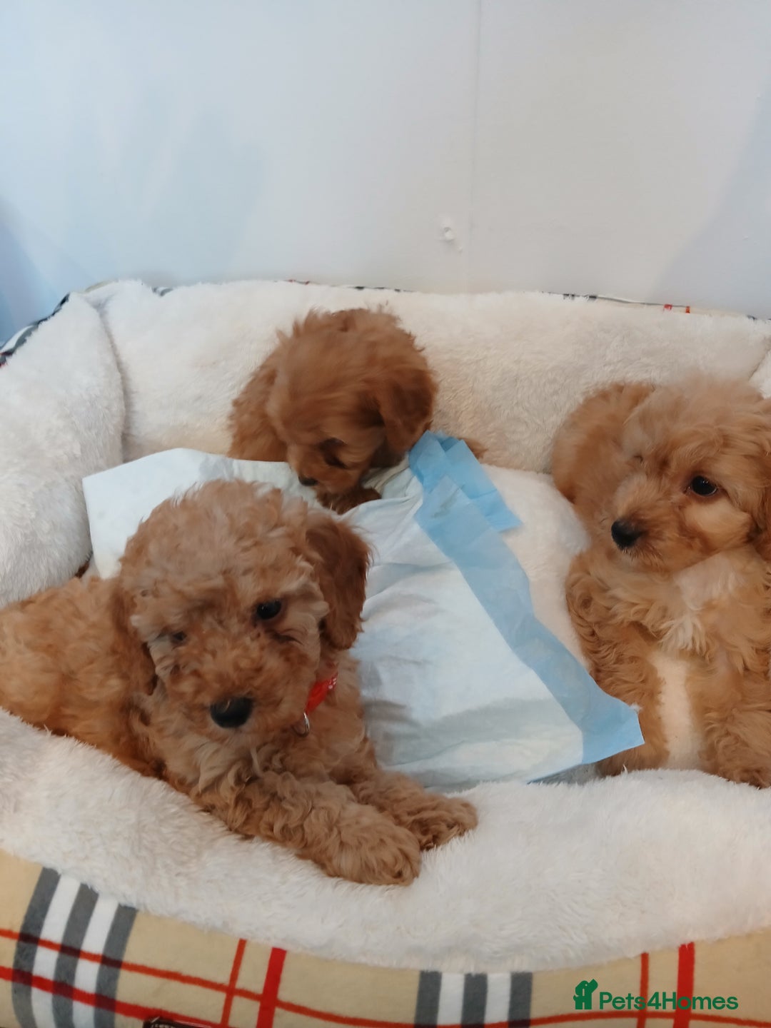 Cockapoo dogs for sale: Adorable F1B red cockapoo puppies  - Image 12