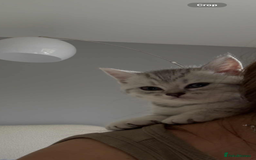 British Shorthair cats for sale: British shorthair adorable Kittens - Image 7