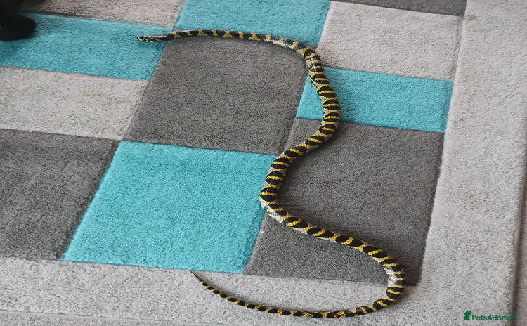Rat Snake reptiles - Advert 1