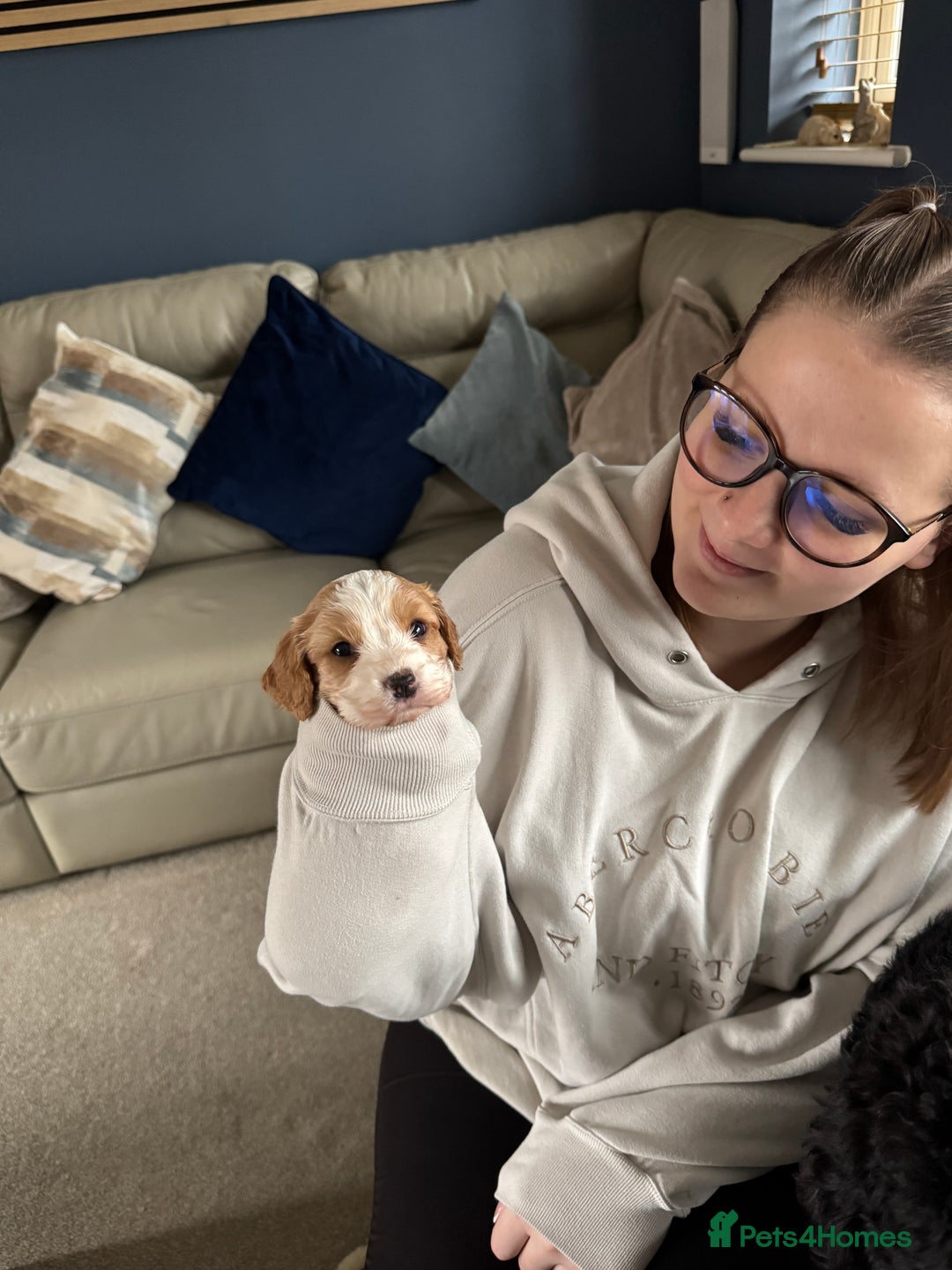 Mixed Breed dogs for sale: Cockapoo X Puppy - 7 Months (Female) in Aylesbury - Image 3