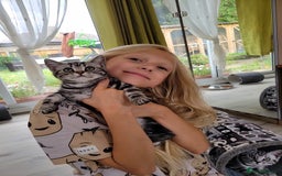 British Shorthair cats for sale: Your Furry Fantasy Awaits! - Image 8