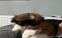 Mixed Breed dogs for sale: 6 beautiful Shih Tzu/Pomerianian puppies !  - Advert 39