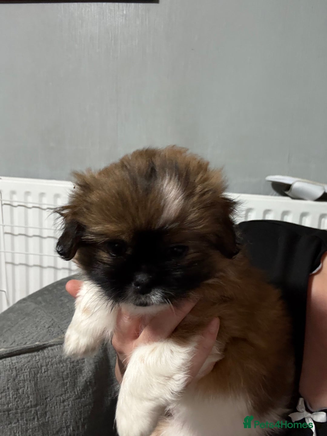Mixed Breed dogs for sale: 6 beautiful Shih Tzu/Pomerianian puppies !  - Advert 39