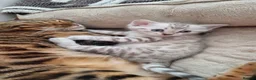 Bengal cats for sale: Snow Leopard Bengal Kitten - Advert 10