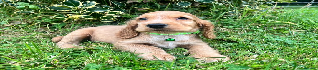 Cocker Spaniel Puppy 2