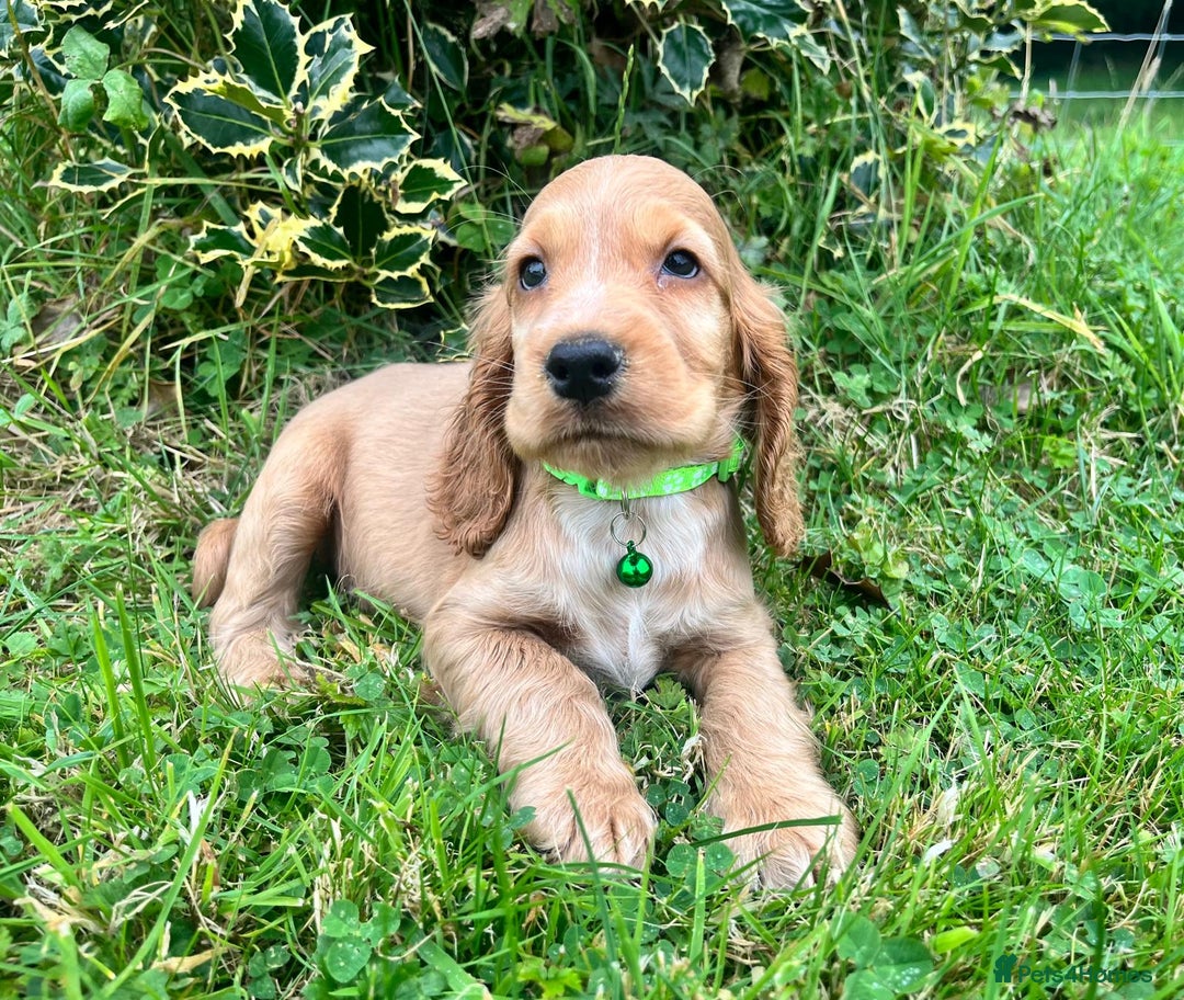 Cocker Spaniel dogs for sale: ⭐️ Show Type Cocker Spaniels ⭐️ - Image 7