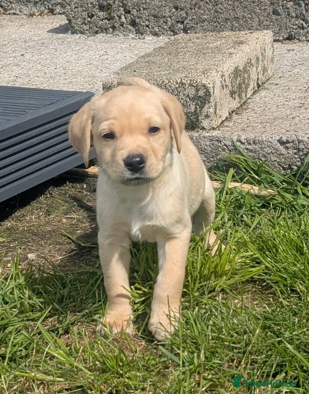 Labrador Retriever dogs gamekeeper has 2 gorgeous labradors left - Advert 1